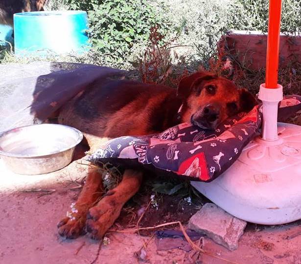 il cane michele