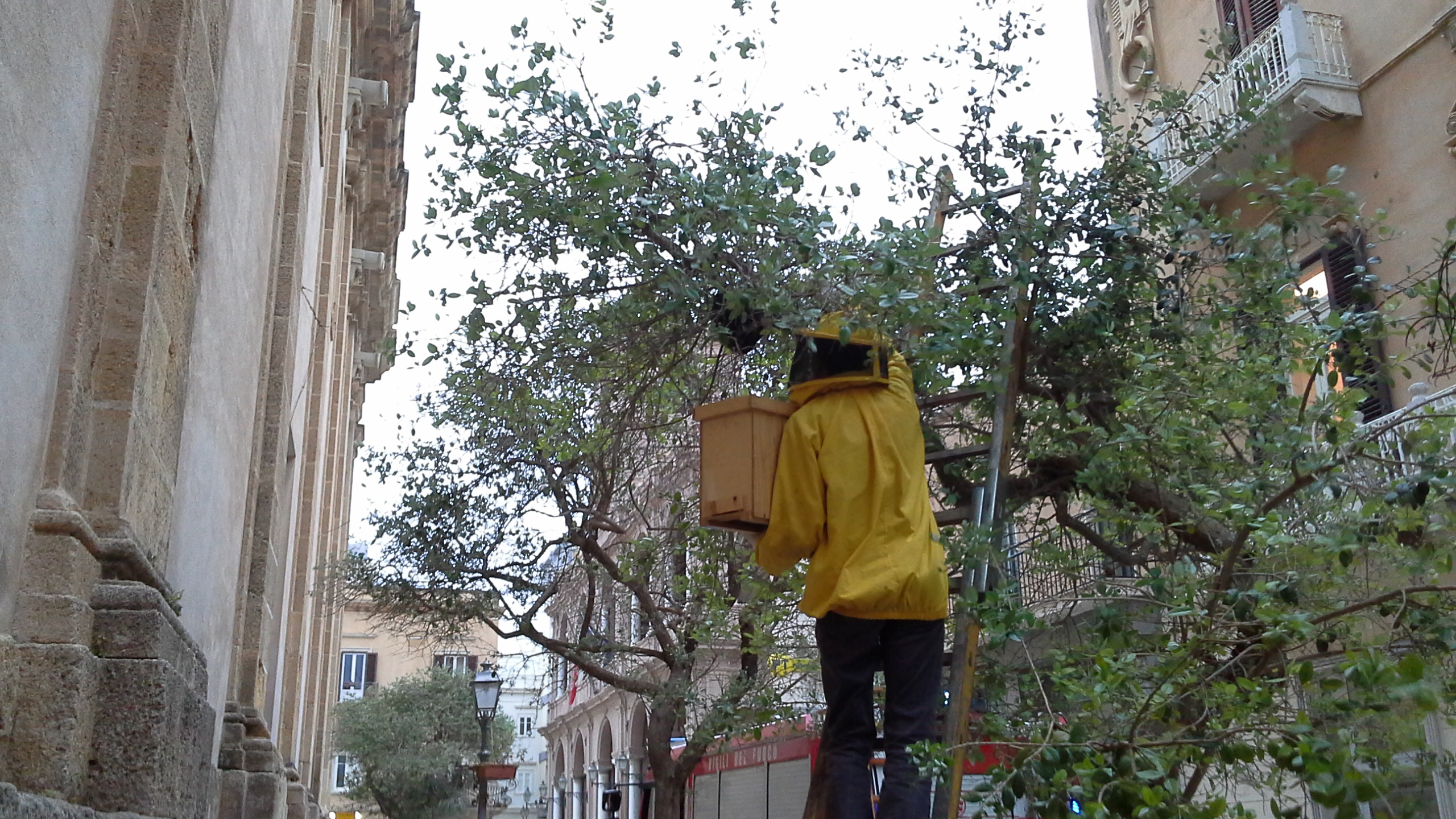 Nido d’api spaventa la via Garibaldi. Intervengono pompieri ed apicoltori