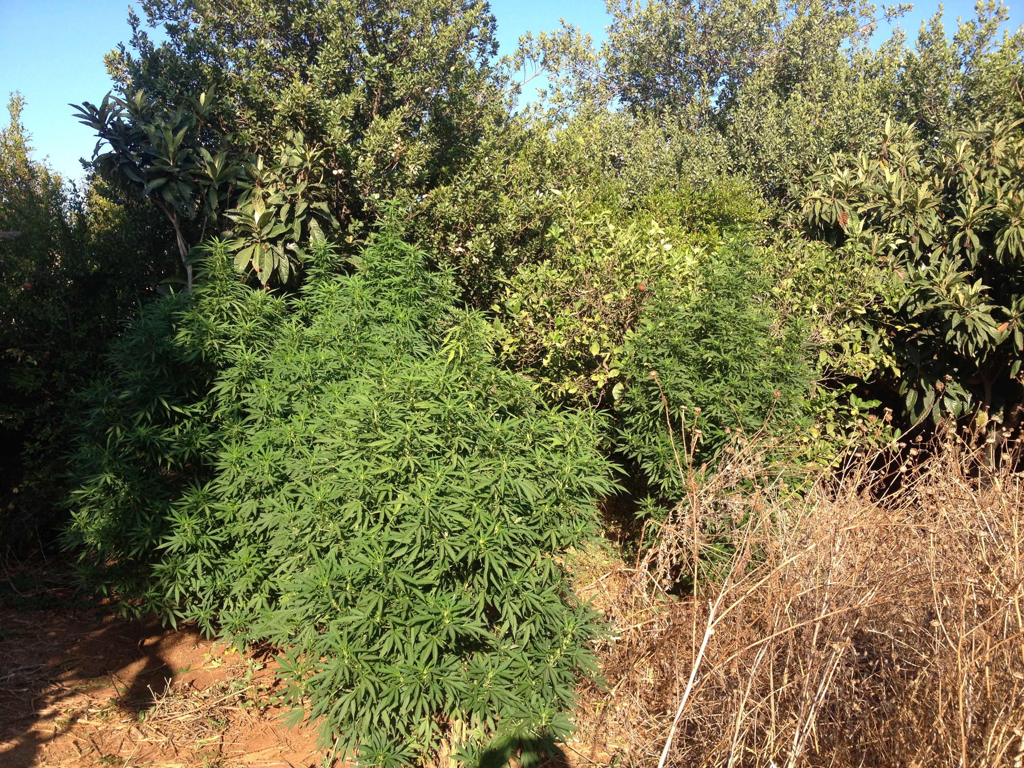 Pantelleria: carabinieri scoprono piantagione di marijuana. Due arresti