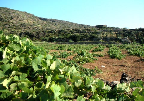 Il presidente Pietro Alagna traccia un bilancio delle ultime attività del Consorzio per la tutela dei vini di Pantelleria