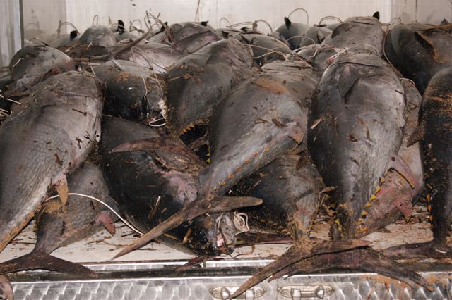 Guardia Costiera: sequestrati nelle acque tra Marsala e Petrosino 86 esemplari di tonno rosso