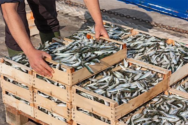 Vendevano pesci senza autorizzazione nei pressi del Porto di Trapani. Tre mazaresi sanzionati dalla Guardia di Finanza
