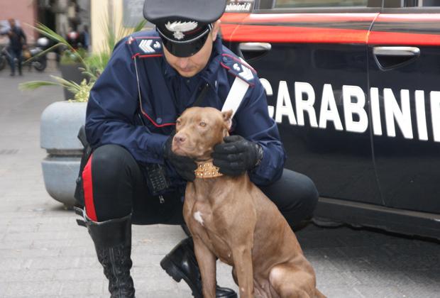 Combattimenti fra cani a Valderice: i Carabinieri fermano 2 giovani e sequestrano 12 Pit Bull