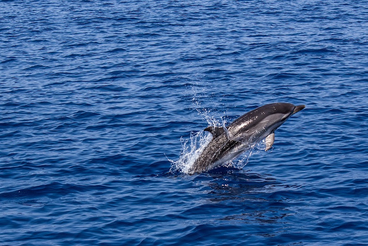 Attrezzature da pesca danneggiate dai delfini: a Favignana contributi ai pescatori