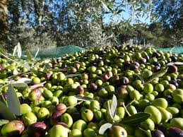 Migranti, sarà la regione a farsi carico degli alloggi per quanti raccolgono le olive a Campobello