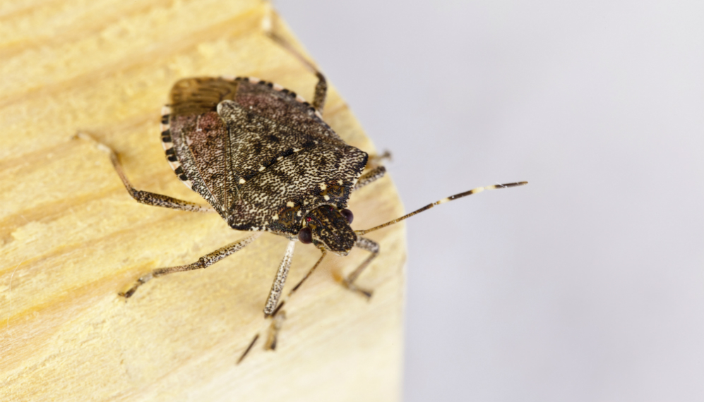 Allarme cimice asiatica: il flagello della frutta è arrivato. La “confusione sessuale” potrebbe liberarci dall’assalto