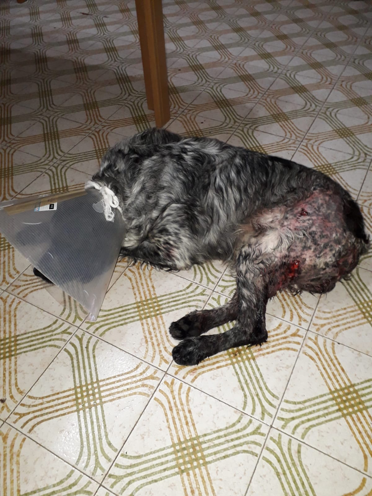 Marsala: pit bull entra in una casa a Dammusello e aggredisce il cagnolino dei proprietari