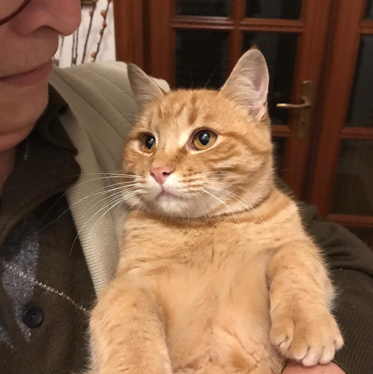 Smarrito un gattino a Marsala: l’appello di due lettrici