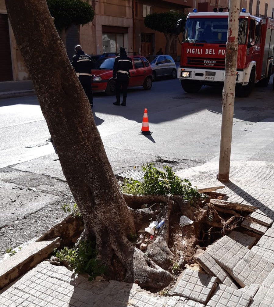 Marsala: ficus solleva marciapiede in corso Gramsci, intervengono i Vigili