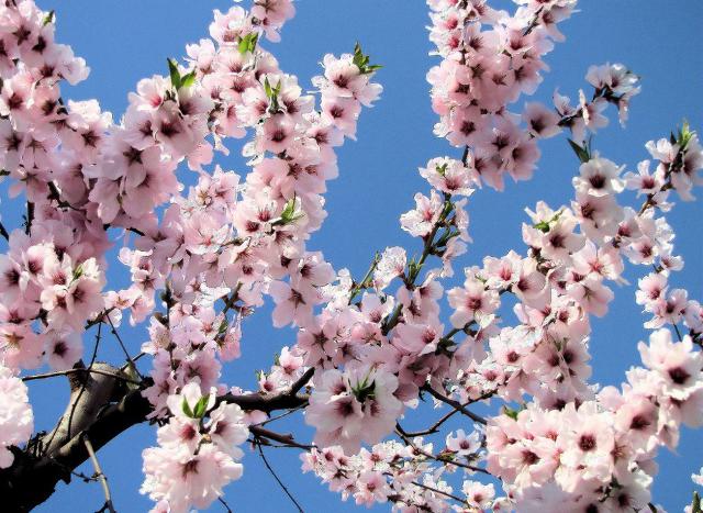 Natura in tilt: i mandorli sbocciano già in Sicilia