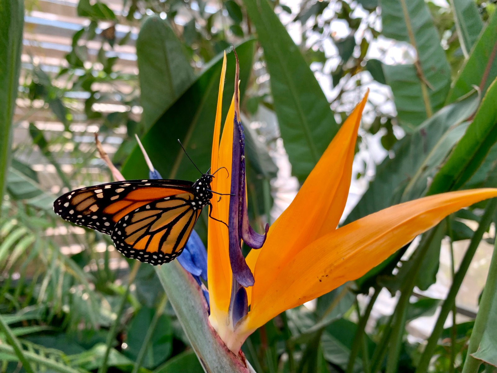 Si inaugura il 28 febbraio a San Pietro “La Casa delle Farfalle”