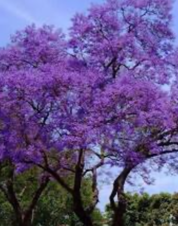 Scrive Gianvito Zizzo sulle potature a Marsala: “Per tutte le piante lo stesso criterio”