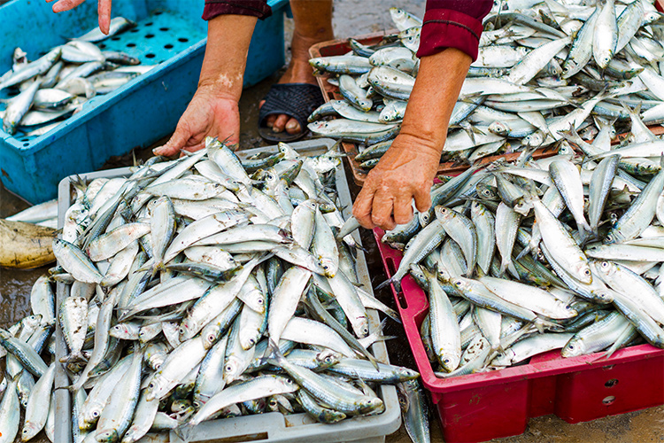 Pescato non tracciato, 1500 euro di multa per una pescheria di Trapani