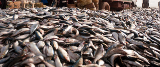 Mazara: pesce fresco sequestrato donato ai più bisognosi