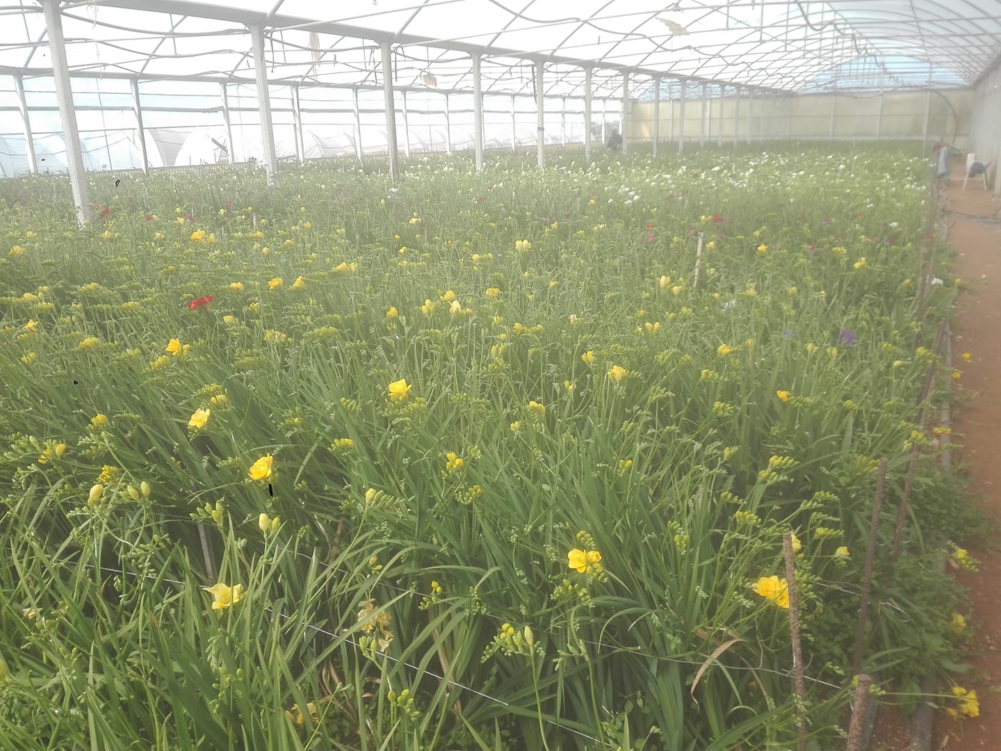 Un’azienda marsalese regala le proprie fresie: “La primavera non lo sa che c’è il Coronavirus”