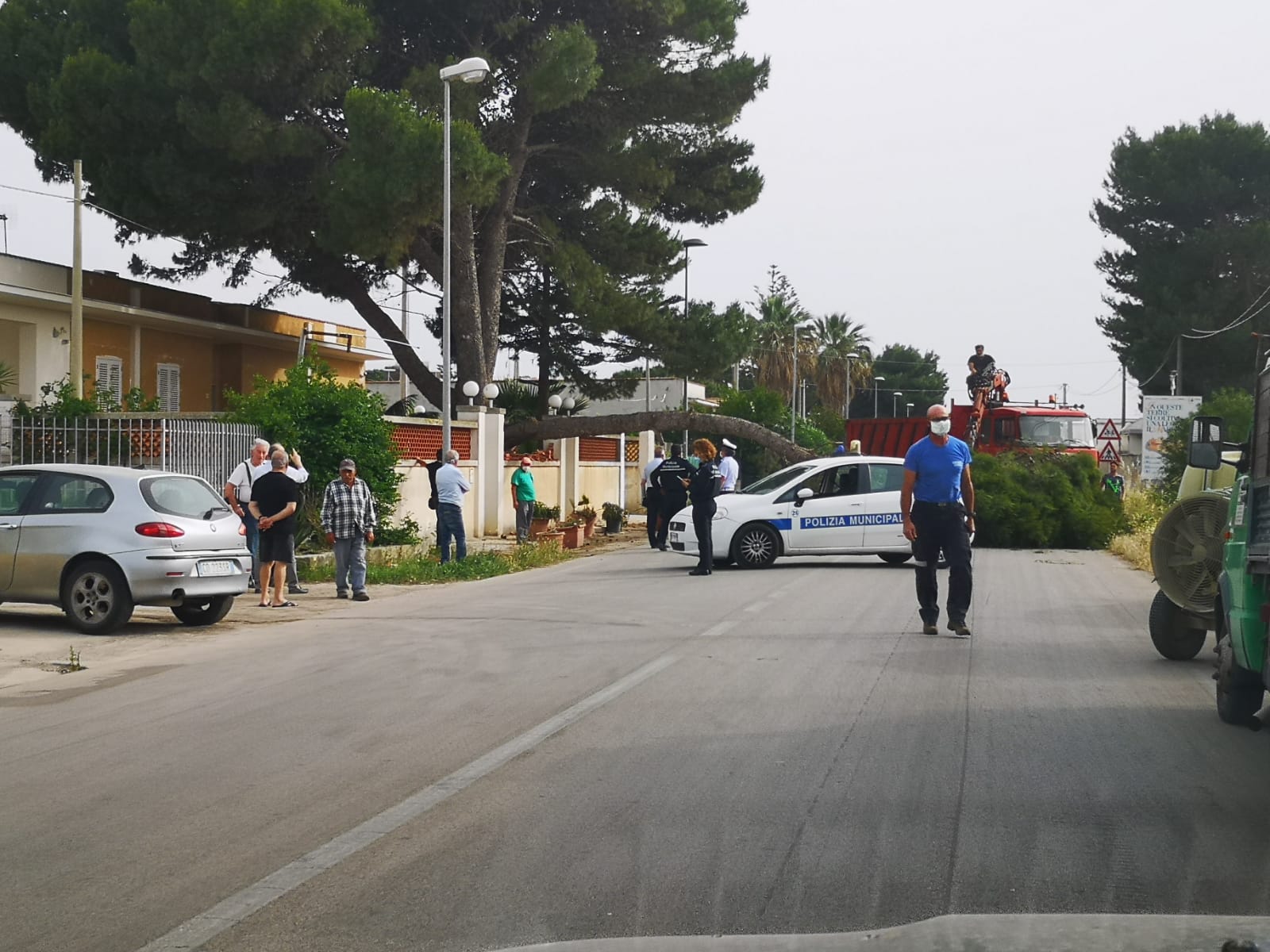 Contrada Bosco a Marsala, albero cade per il vento e blocca tutta la carreggiata