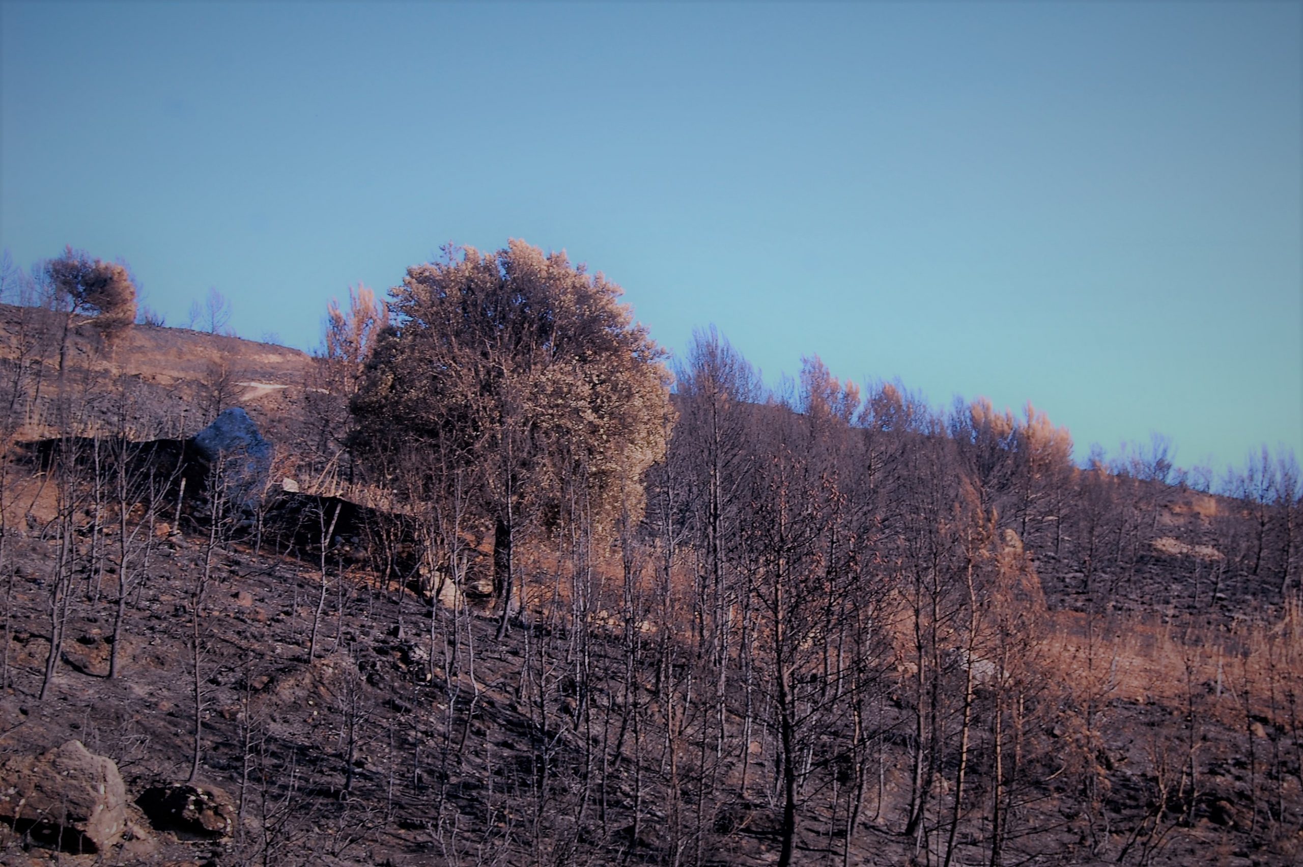 Dopo i primi incendi, interviene Legambiente: “Serve più prevenzione”