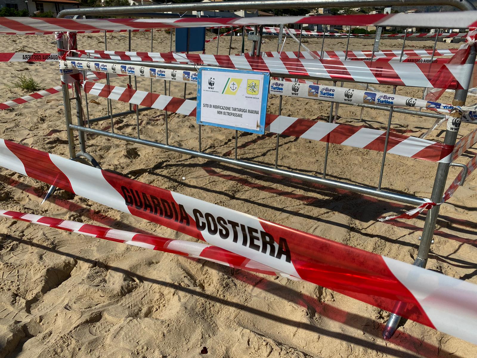 Tartaruga Caretta Caretta depone le uova ad Alcamo Marina: WWF e volontari presidiano il nido (VIDEO)