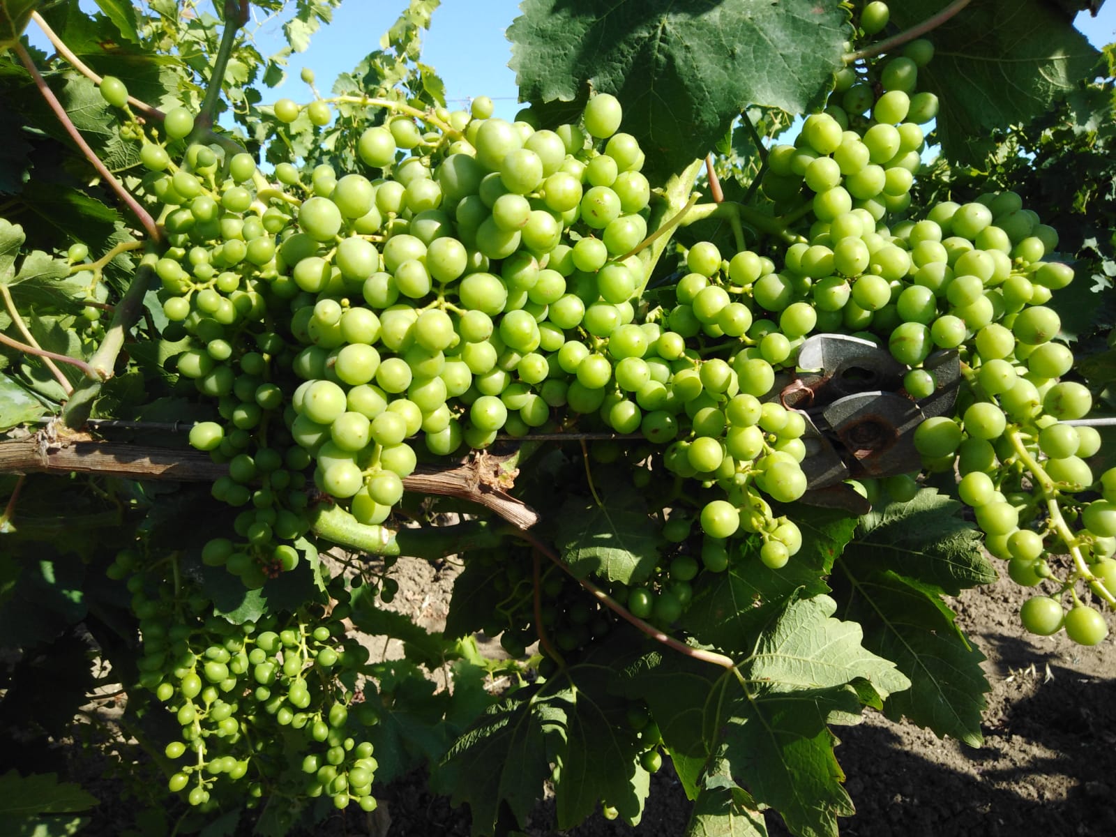 Vendemmia verde, presentate le prime domande. Cia: “Servono anche altri interventi”