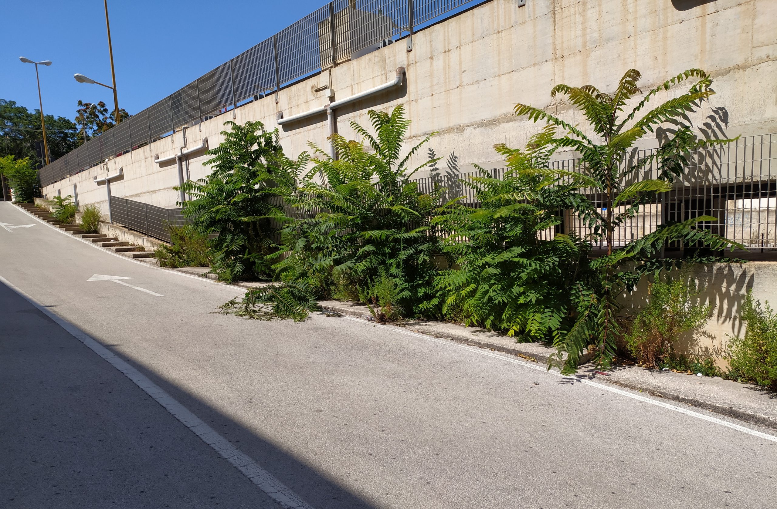 Parcheggio comunale di Marsala: la vegetazione non consente di usare la scalinata. Abbattuto un divieto di sosta