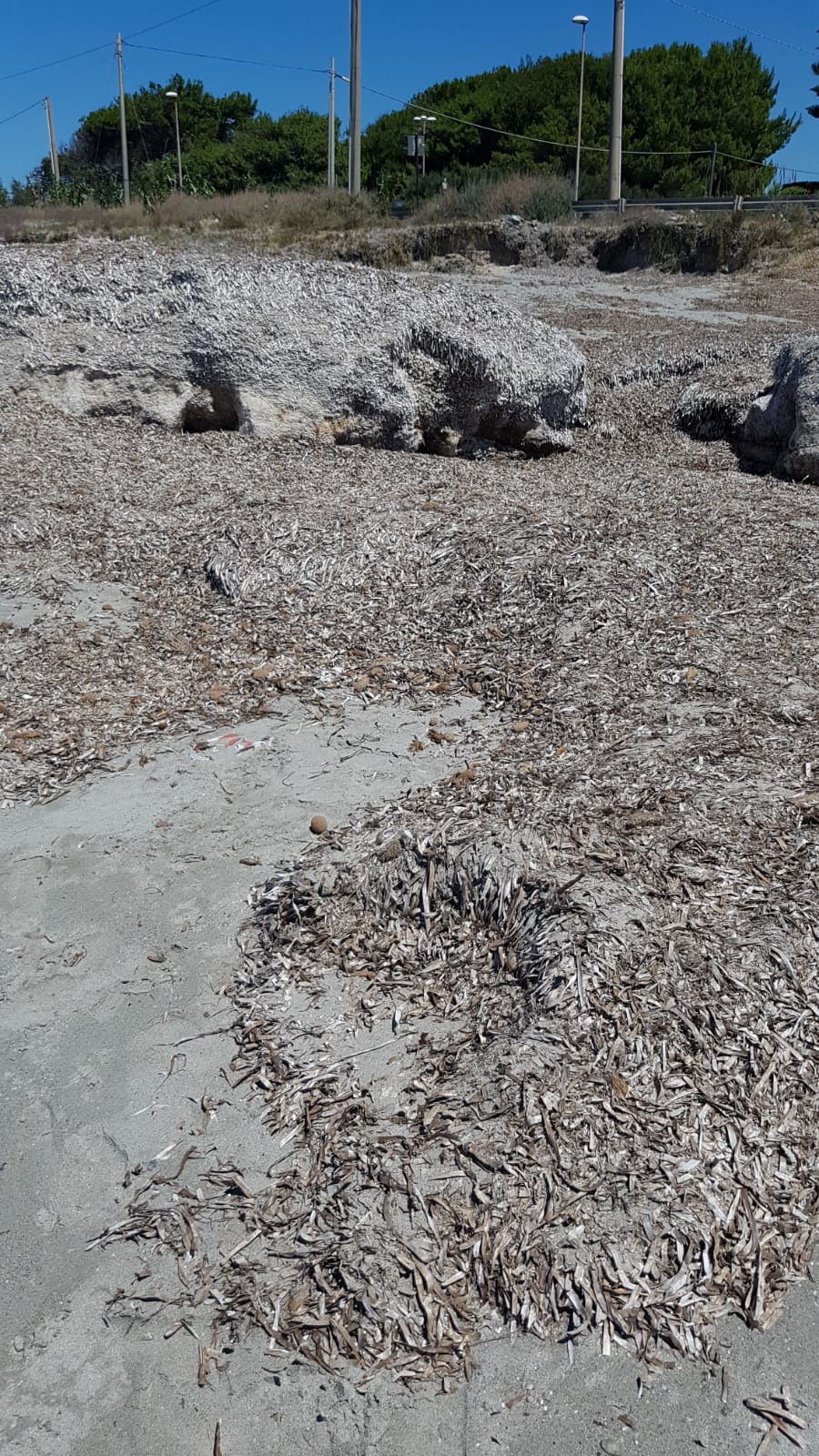 Spiaggia Libera al Pakeka sommersa dalla posidonia, i residenti protestano