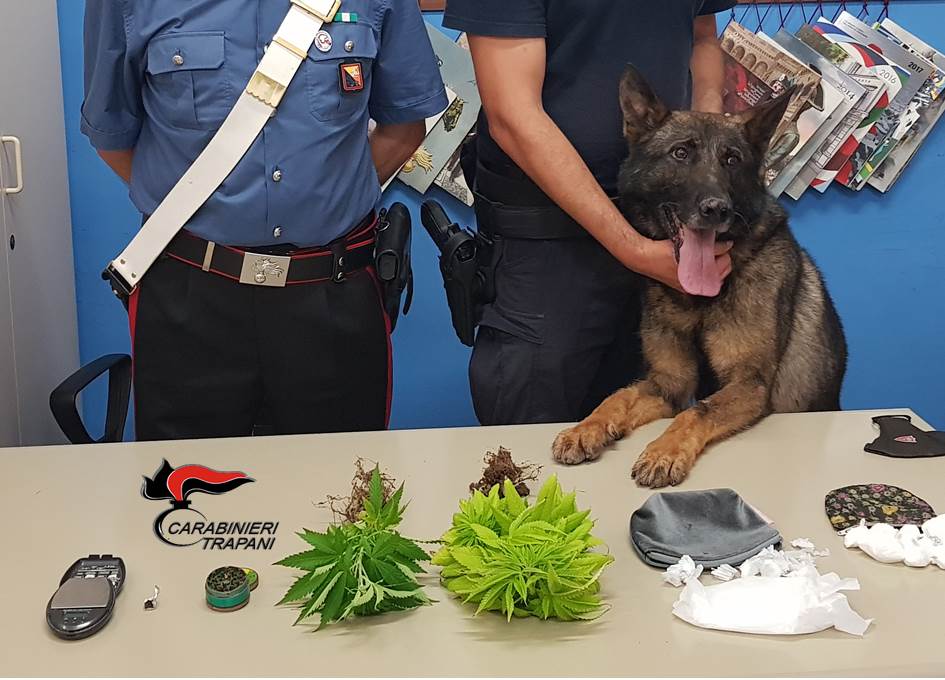 Droga a Trapani: ingenti sequestri dei Carabinieri con l’ausilio del cane Ron