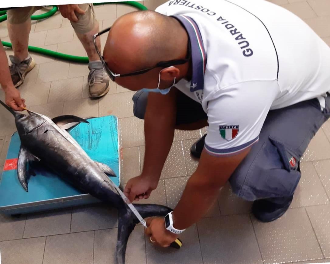 Pesce spada non dichiarato e sotto misura, scatta il sequestro a Marsala