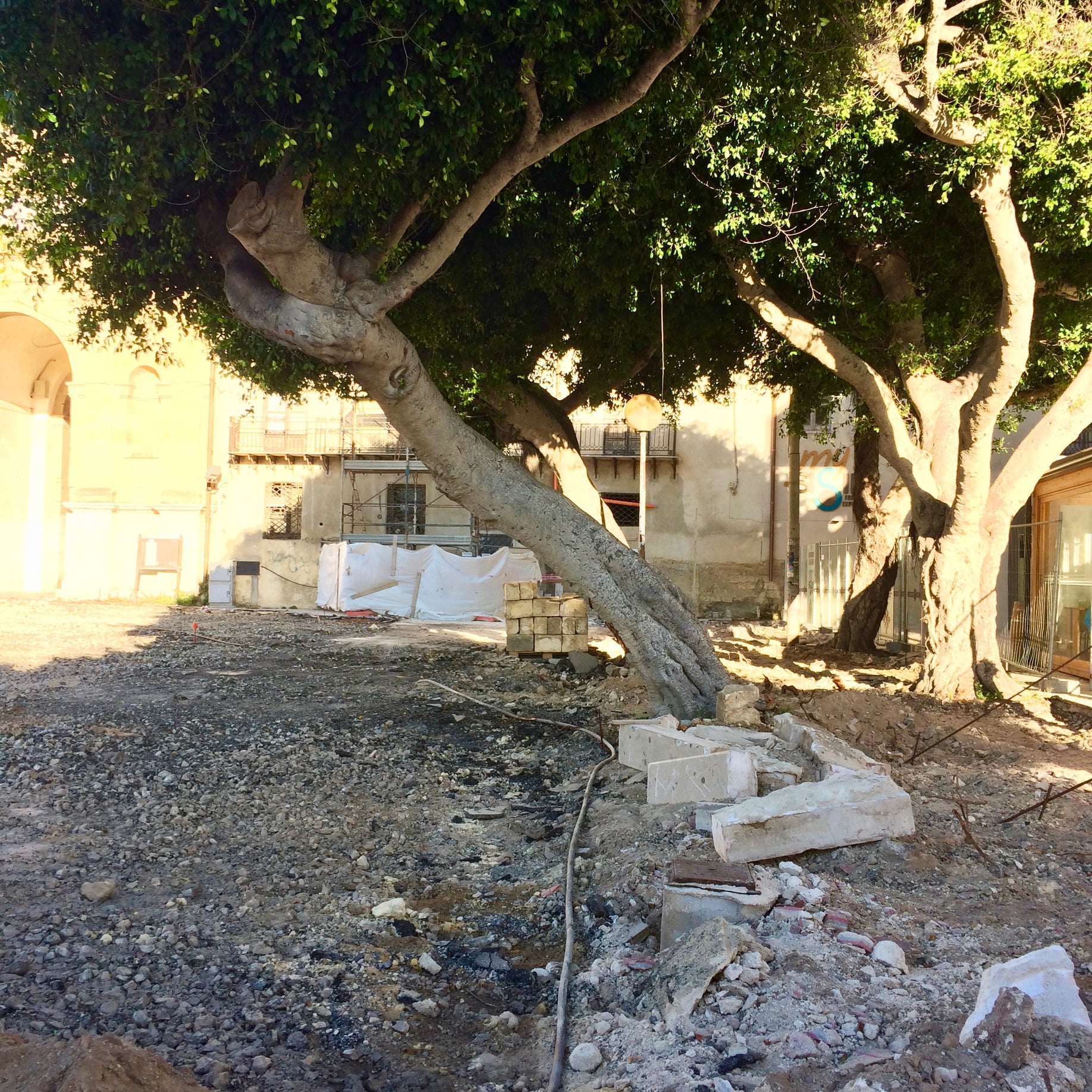 Porta Nuova, spostato un albero storico. Più Verde: “Dove finirà?”