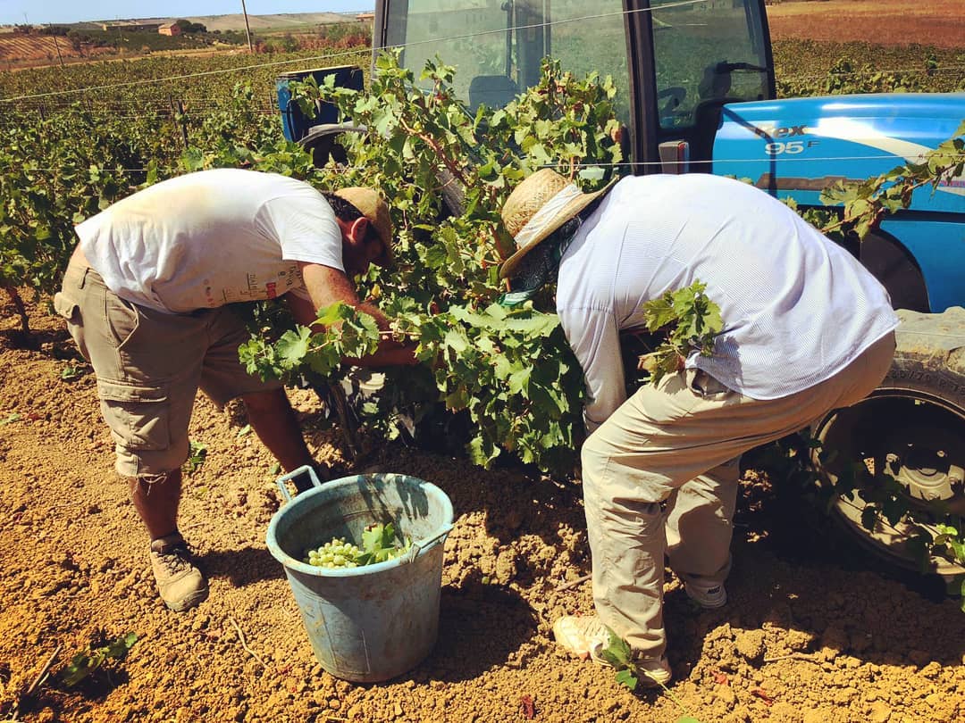 Peronospera e siccità, vendemmia in rosso nel trapanese. La Cia: “In alcune zone produzione in calo del 60%”