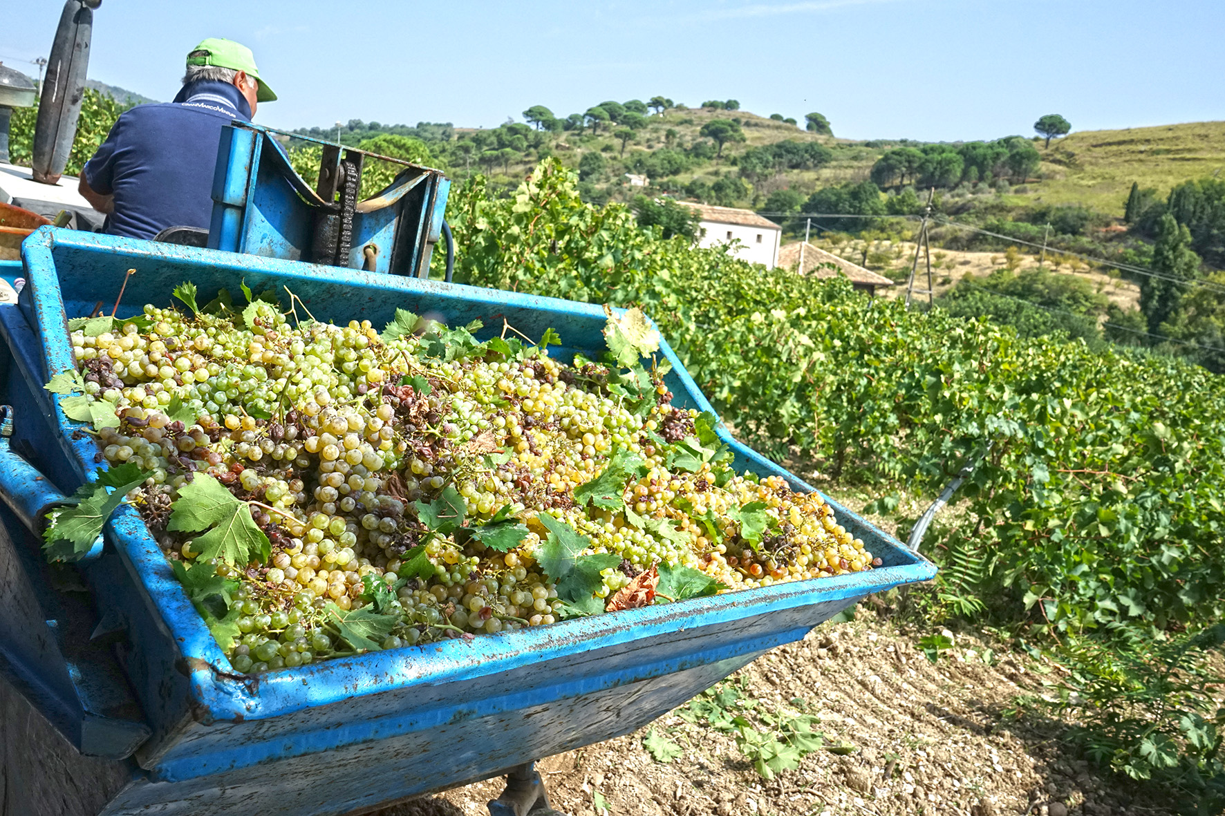 Salemi: ricca vendemmia nel bene confiscato gestito da San Vito Onlus e Caritas