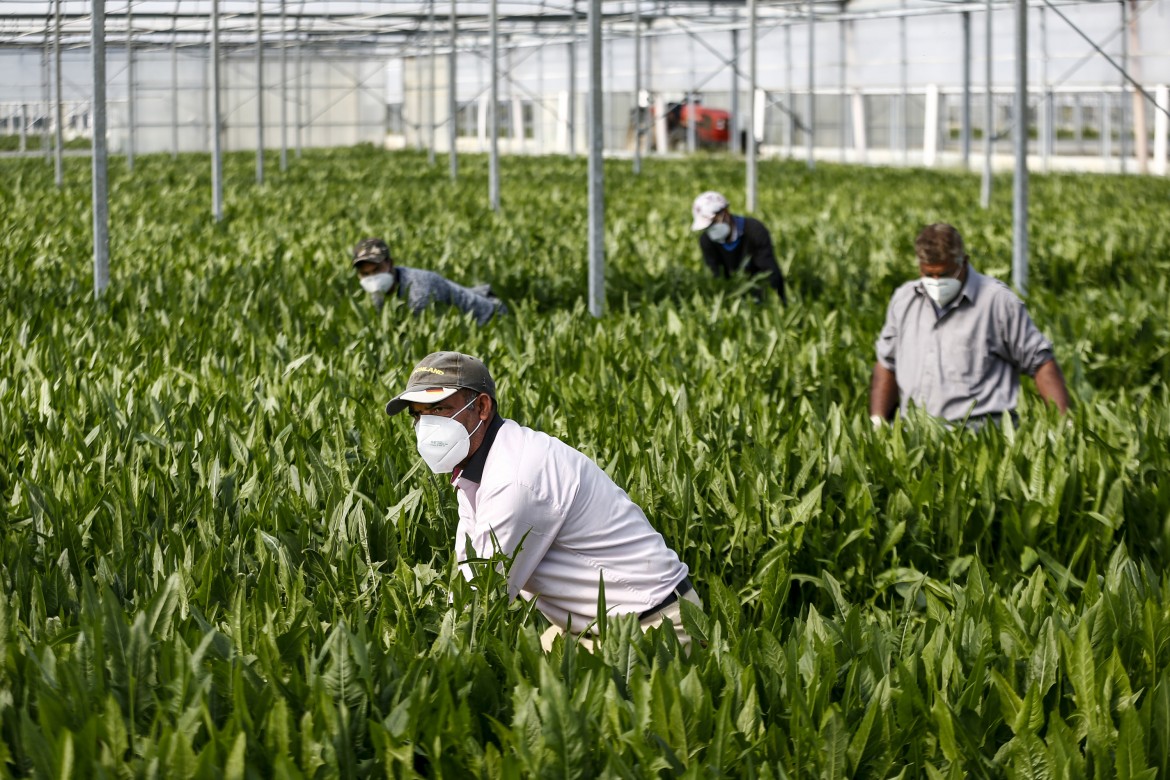 Campobello e Castelvetrano: 300 kit di sicurezza per i braccianti agricoli