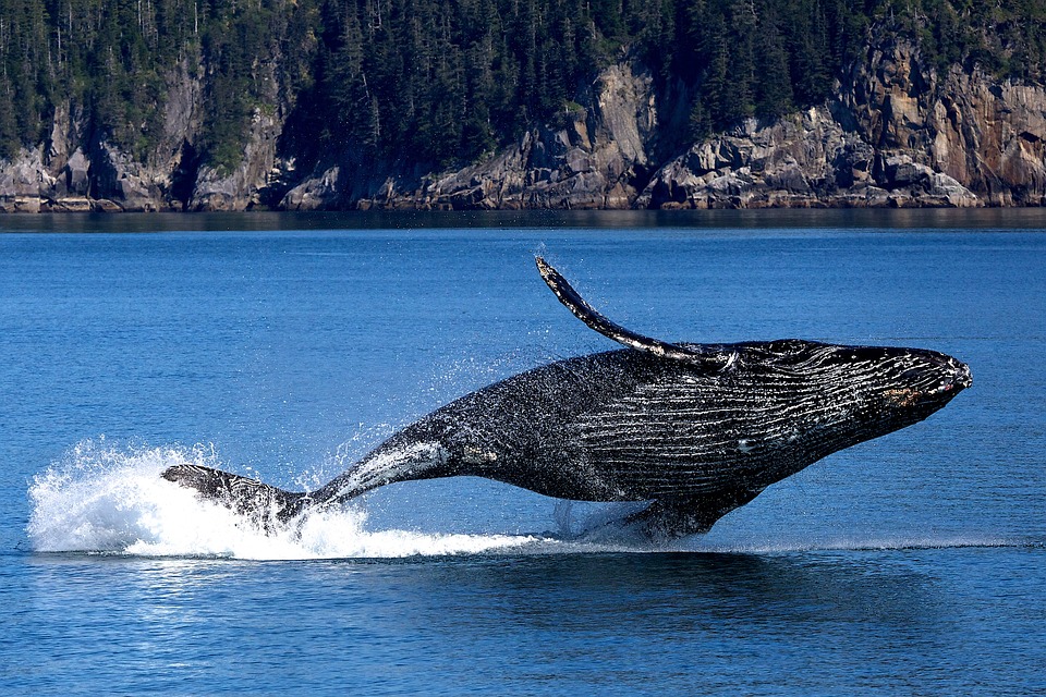 California: balena inghiotte due donne | VIDEO