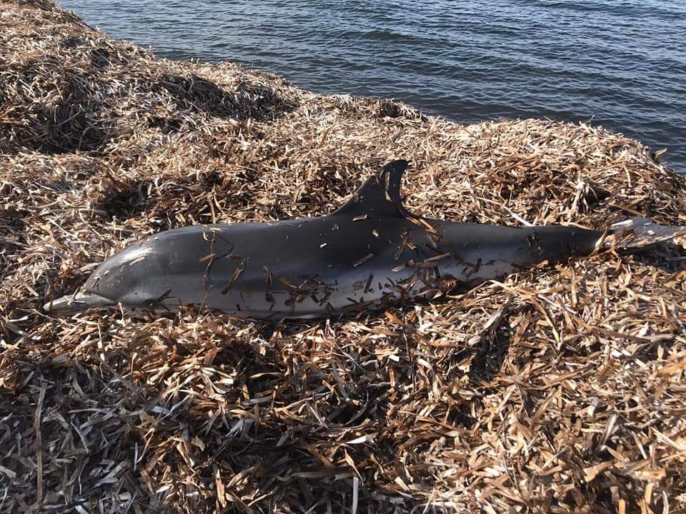Marsala: un delfino morto tra la posidonia di Capo Boeo