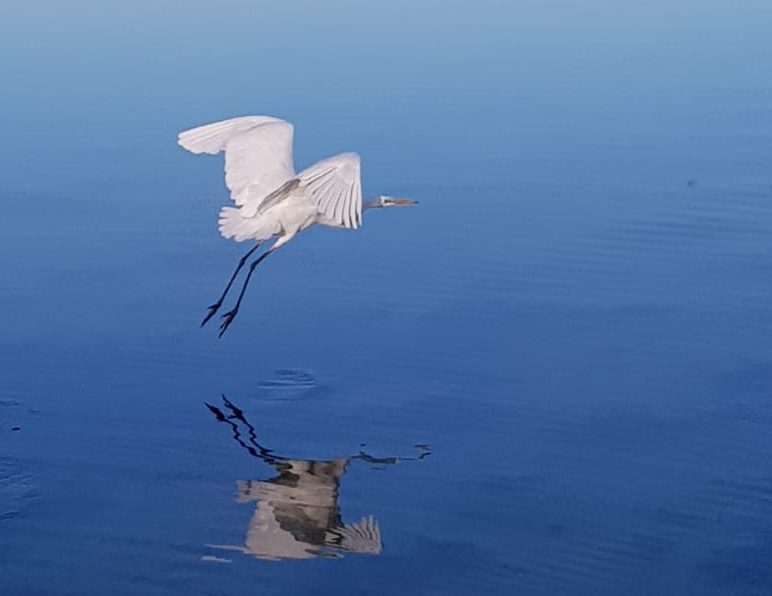 Un airone in volo sulla Laguna dello Stagnone di Marsala