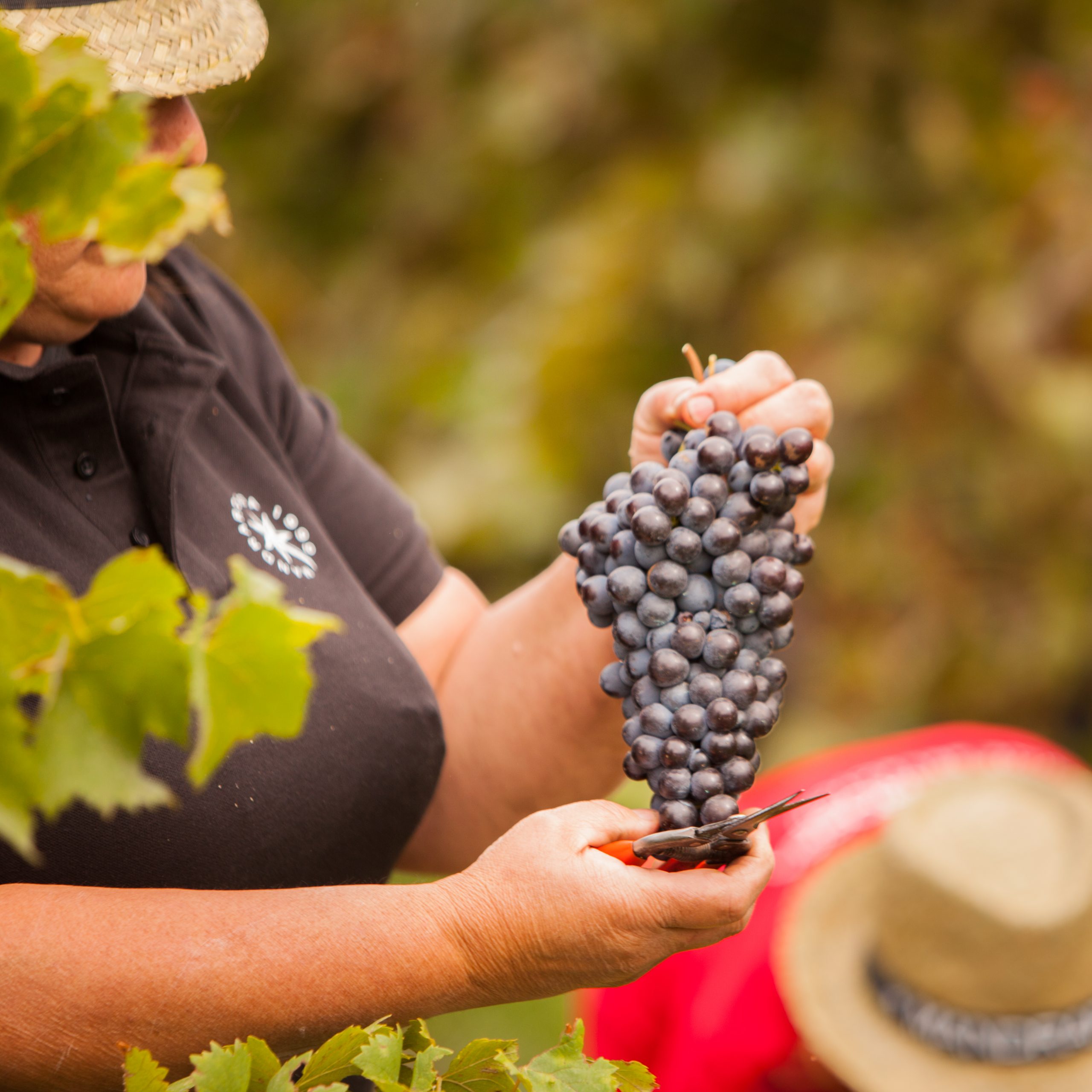 Mandrarossa e i vini Etna DOC: ecco come nascono