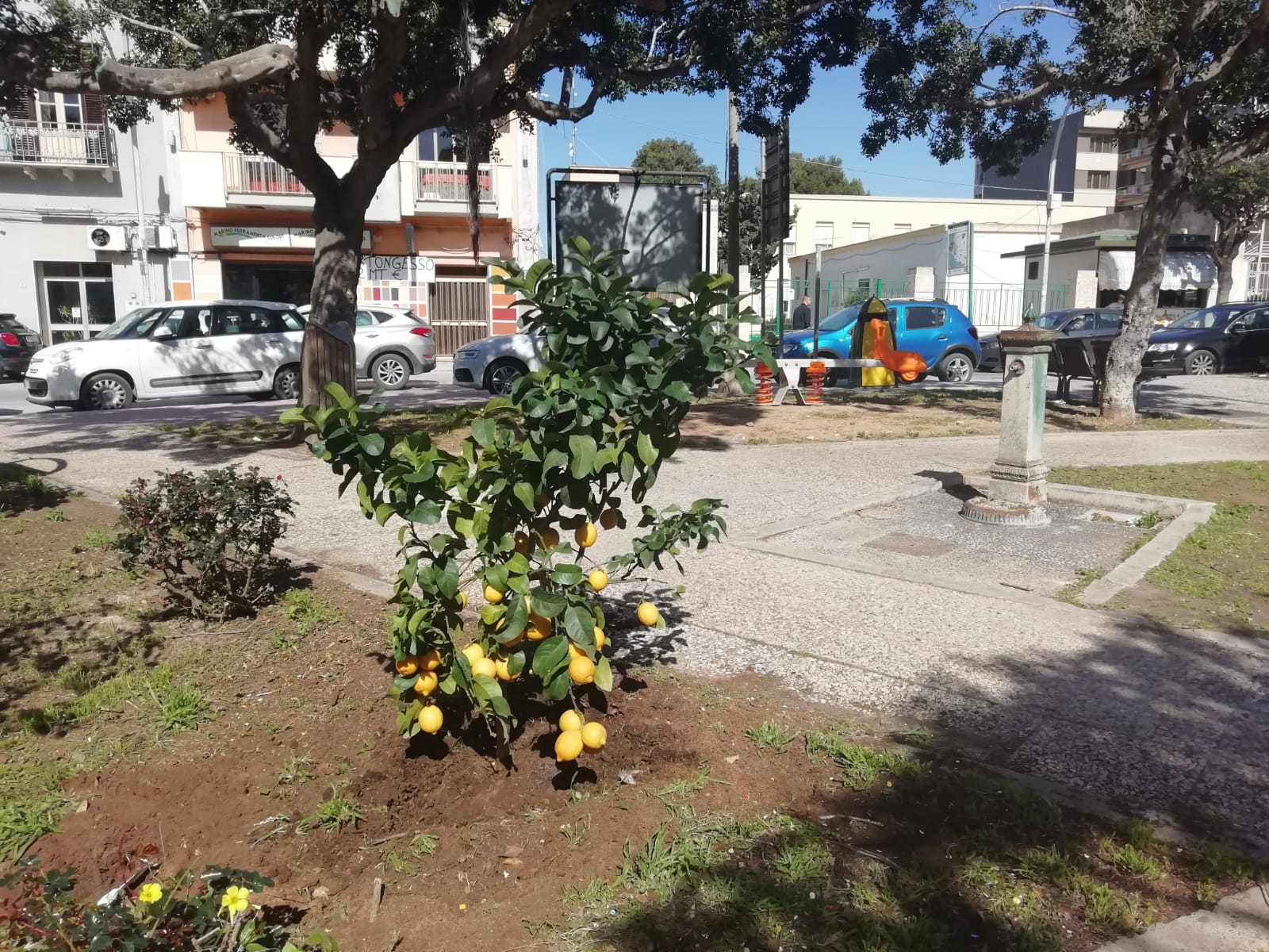 Marsala: a Piazza Caprera piantati alberi di limone
