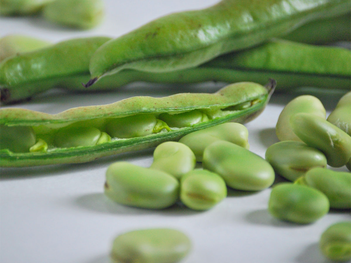 Coldiretti: in Sicilia fave in anticipo, colture in tilt per inverno anomalo