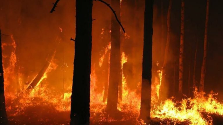 Coordinamento Salviamo i Boschi deluso dall’audizione in Commissione Territorio e Ambiente: “Ci aspetta un’altra stagione di incendi”