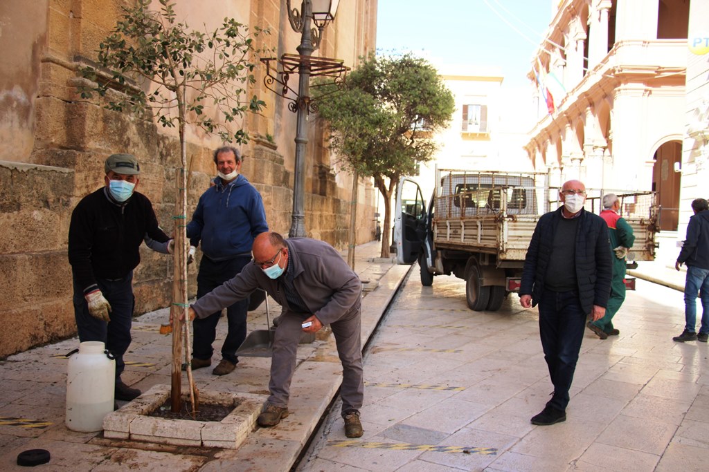 Marsala: piantumati nuovi alberi nella centrale via Garibaldi