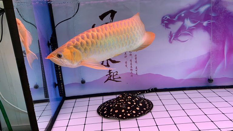 Alcamo: imprenditori cinesi evadono il fisco, la Finanza trova 70mila euro e due pesci rari