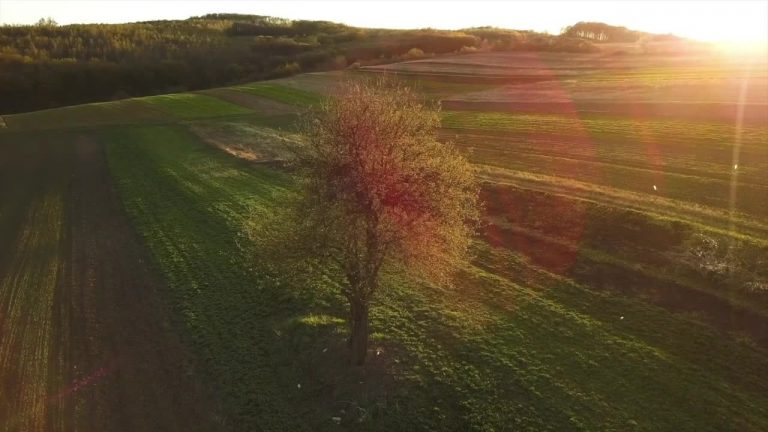 Arbolia, nuovi boschi urbani nelle città italiane