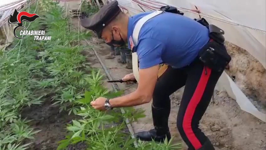 Droga a Marsala: scoperte altre tre serre adibite alla coltivazione di canapa VIDEO