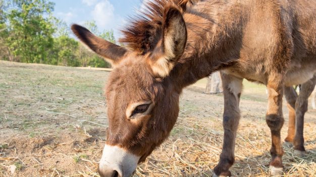 Marsala: ritrovata un’asina marrone nelle campagne, si cerca il proprietario
