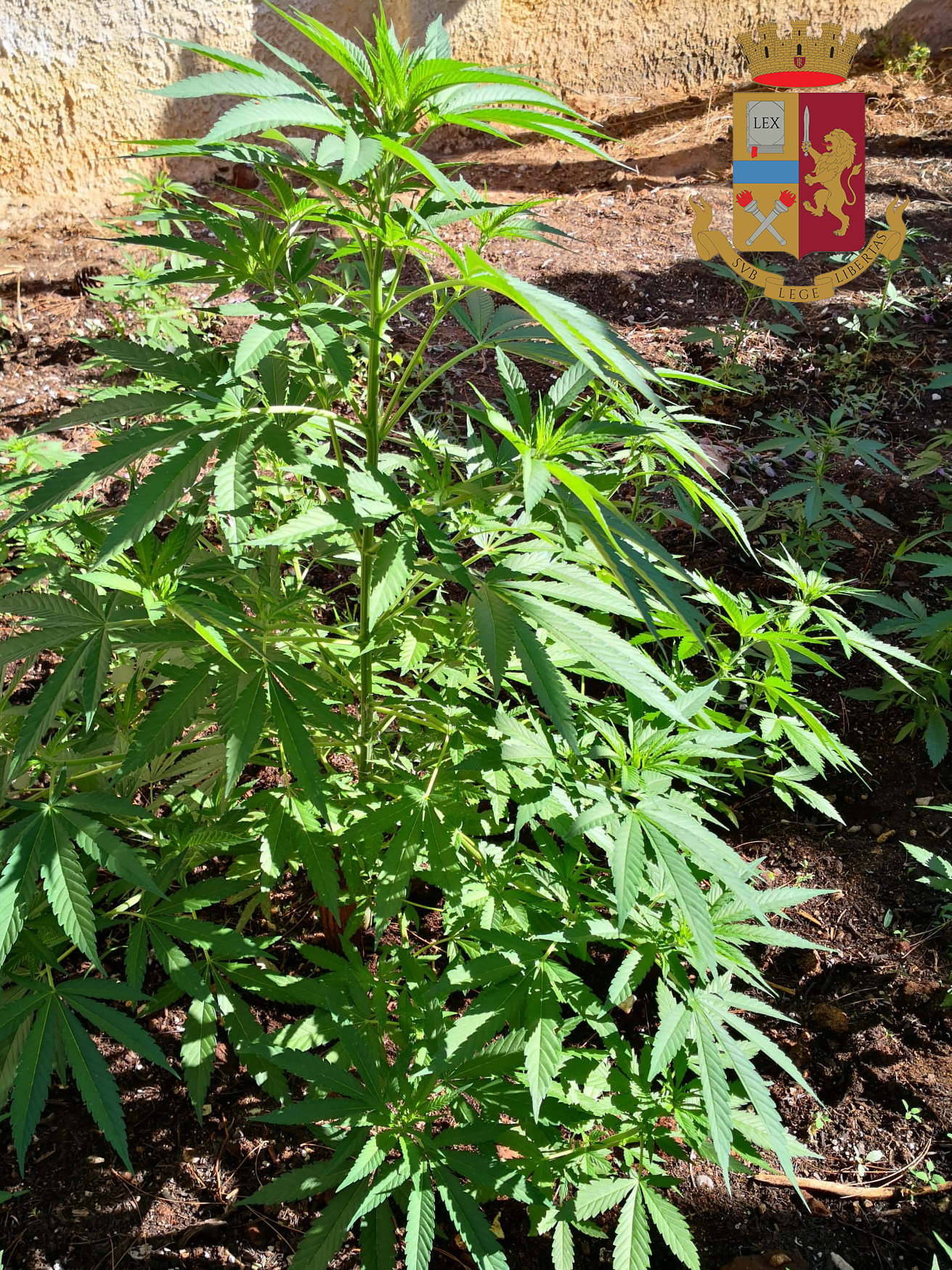 Marsala: scoperta piantagione di cannabis a Baronazzo Amafi, un arresto