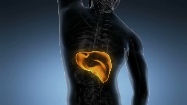 Passi avanti per un modello artificiale di pancreas