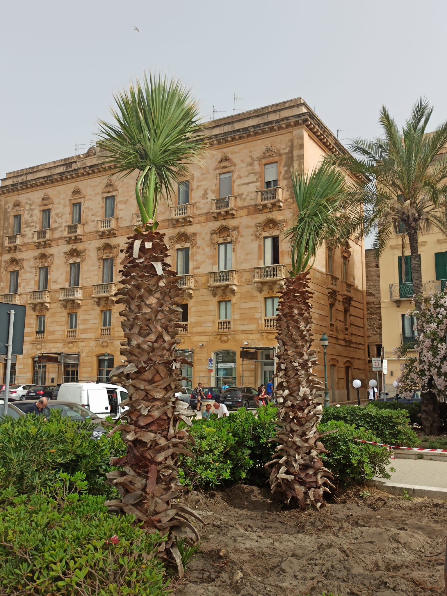 Trapani: sette nuove palme collocate in Piazza Garibaldi