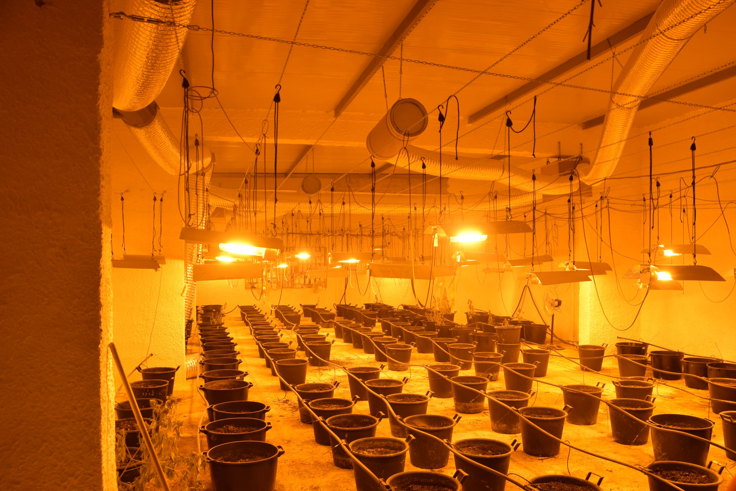 Coltivava marijuana in una serra a Salemi, giovane marsalese denunciato