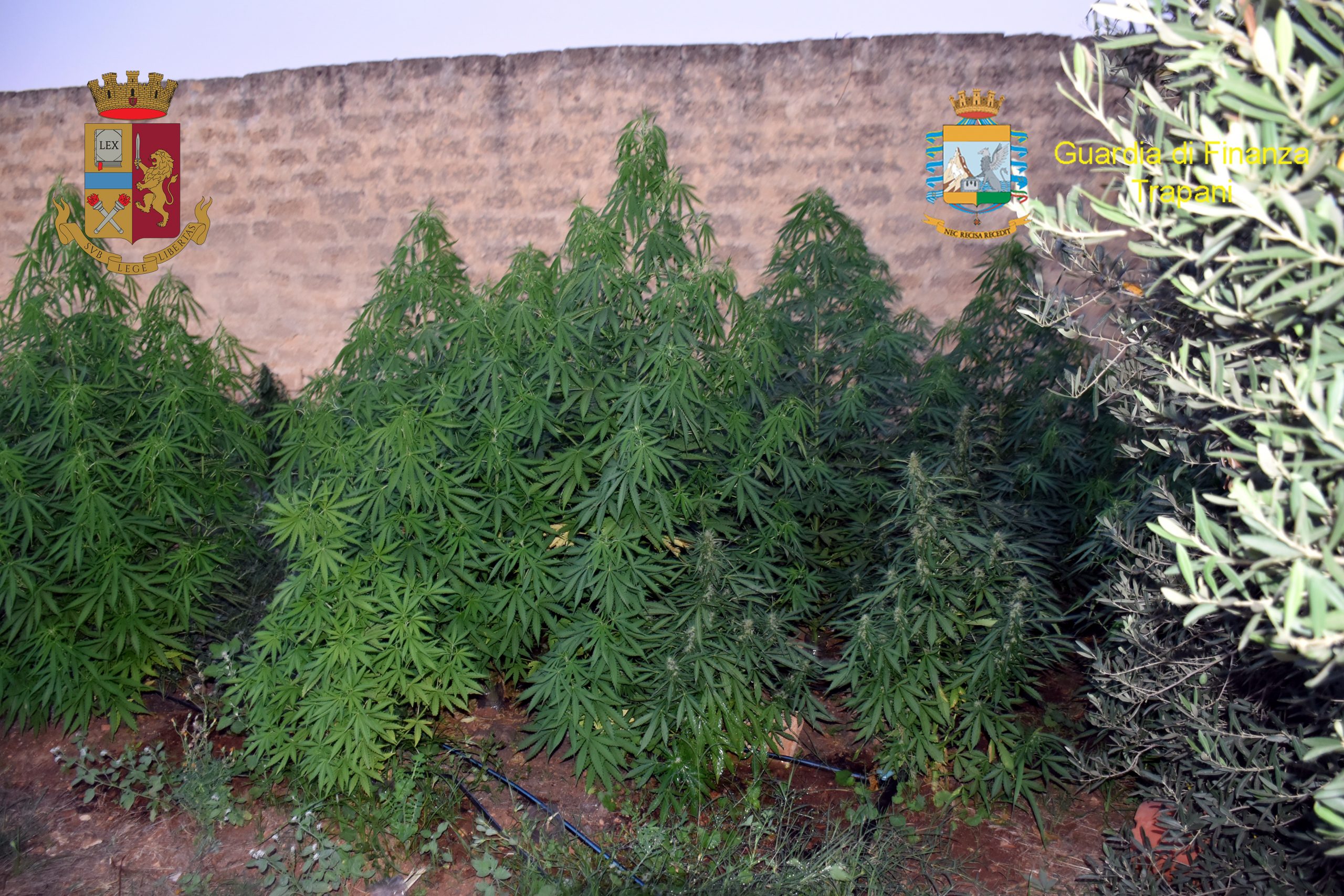 Operazione antidroga a Mazara, due arresti e 95 piante di cannabis sequestrate