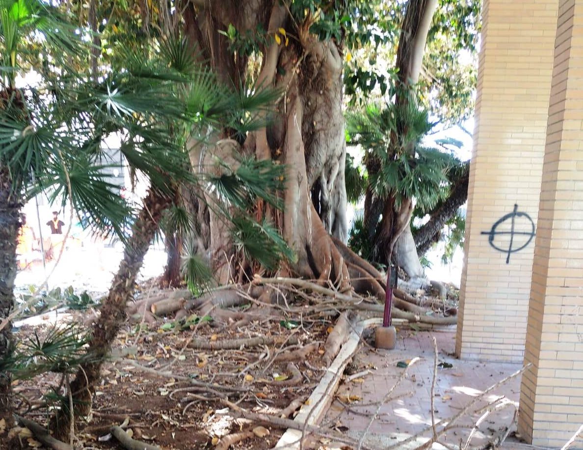 Avviata la messa in sicurezza degli alberi di piazza del Popolo