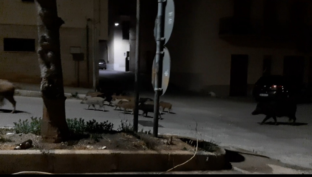A Castellammare si insedia il tavolo tecnico: monitorare i cinghiali con l’Università di Palermo
